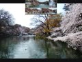 ２０１７年　桜祭り散策